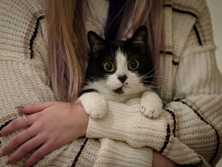 Can Cats Fully Recover from FIP? A Guide to the 12-Week Observation Period After Treatment