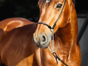Bulk Aloe Vera Extract & Ionic Silver Supplier for Equine and Animal Health Manufacturers