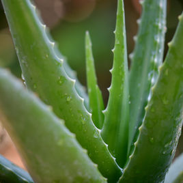Aloe Image by pisauikan Elgreen Orchid