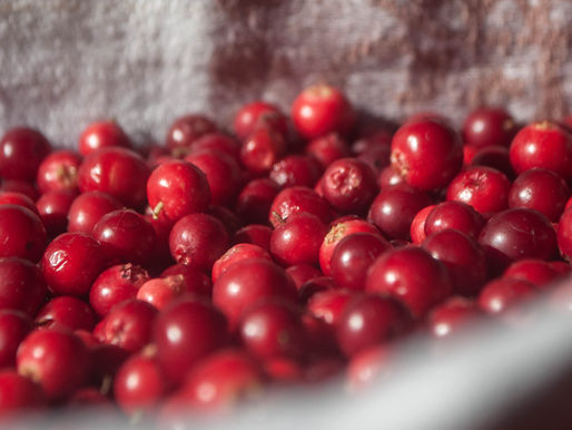 Cranberry. Shidonna Raven Garden & Cook, Soaring by Design