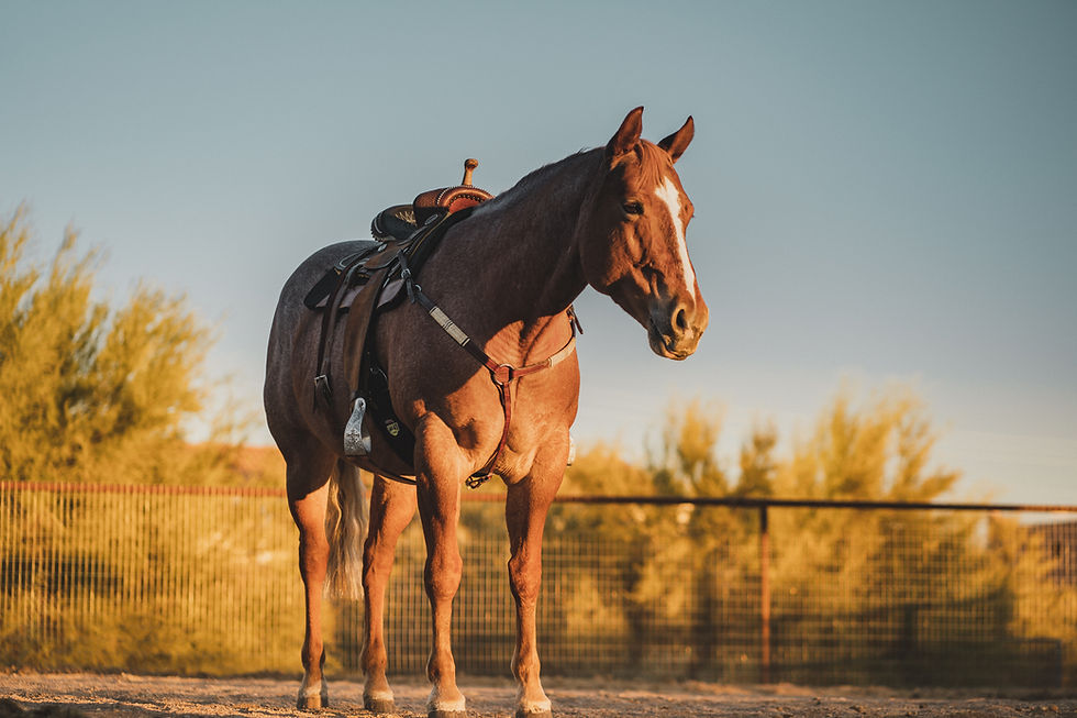 performance horse in arena after recovery with hydrotherapy
