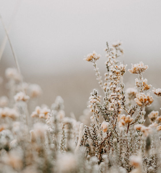 Image by Annie Spratt