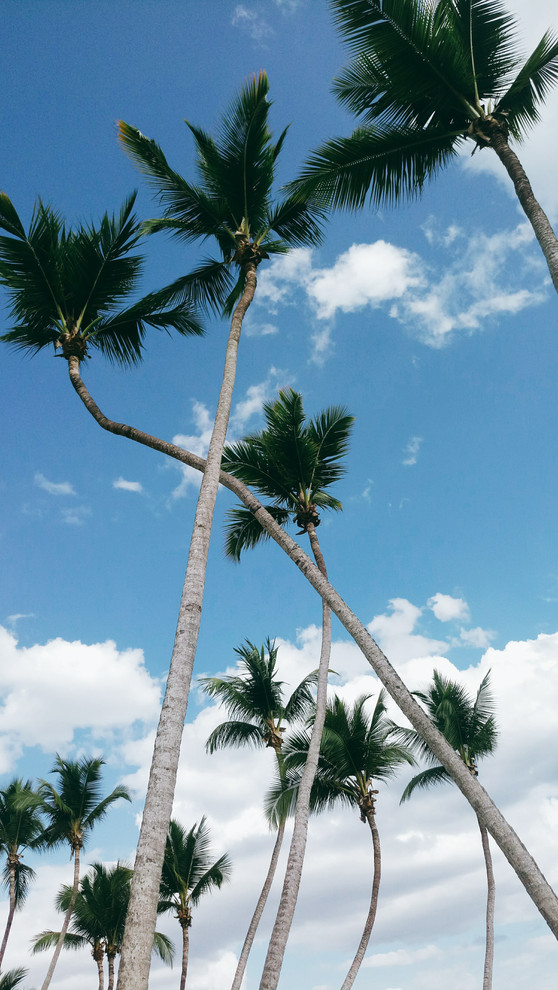 Image by Honey Yanibel Minaya Cruz