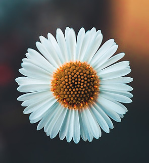 Image by AARN GIRI