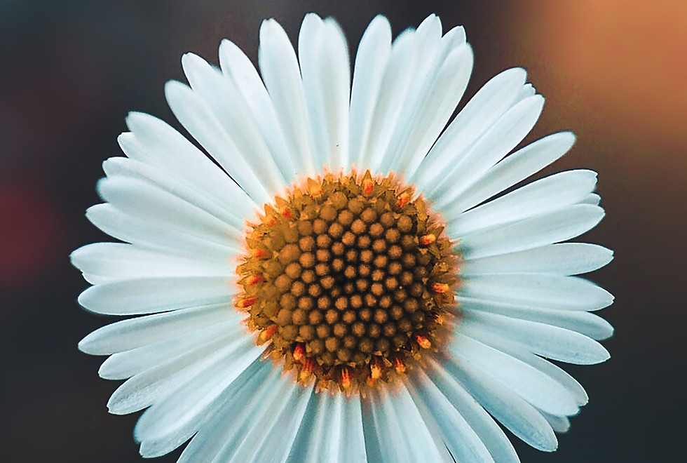 White flower