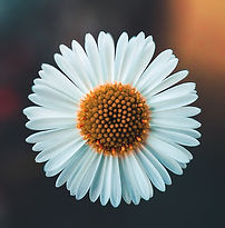 Image by AARN GIRI