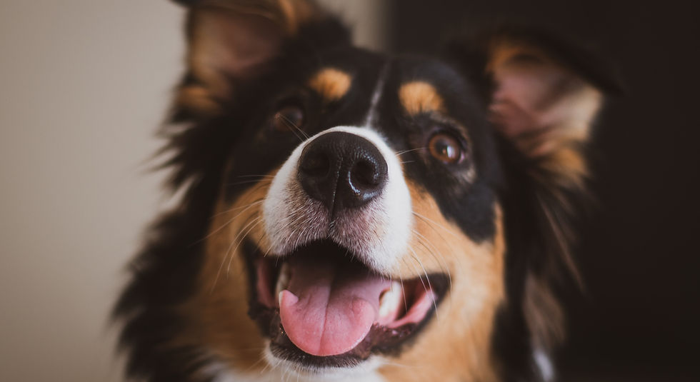 behaviour training for fearful reactive dogs online coaching