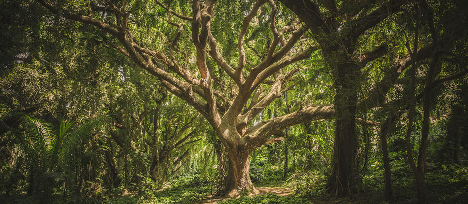 Plant Spirit Medicine: Oak