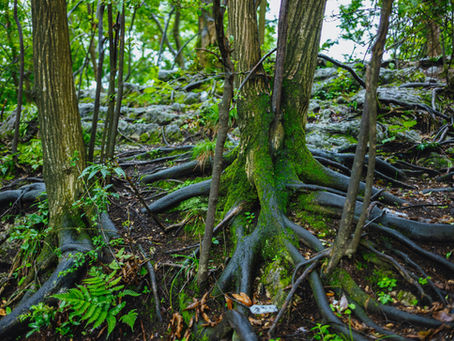 tree roots above the ground, spreading across the forest floor