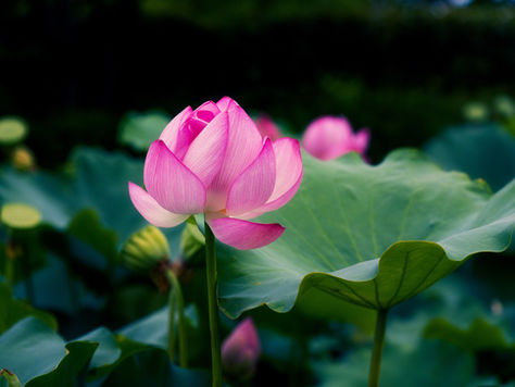 Have Faith in the Blossoming Lotus