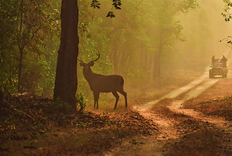 Image by Nick