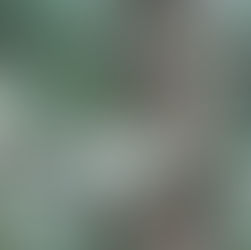 万葉の「川楊」から現代の「猫柳」へ:銀白色の絹毛に刻まれた歴史と不屈の生命力