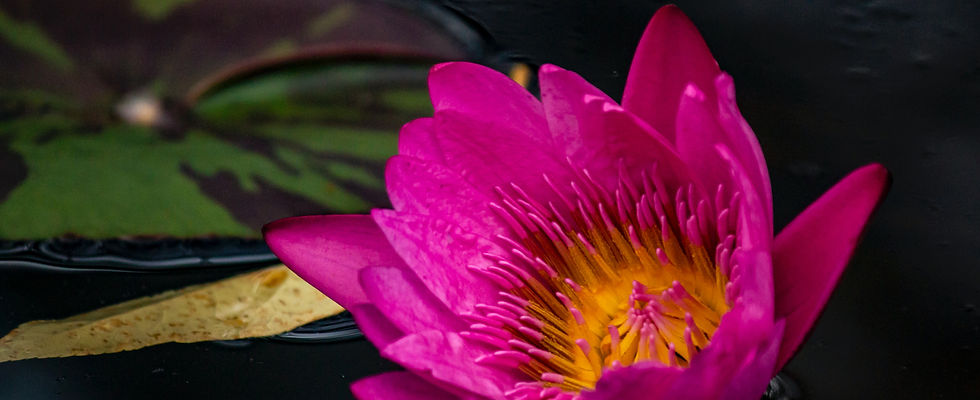 Image by Gautam Krishnan