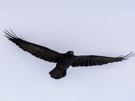 Vroege vogels vs nachtraven