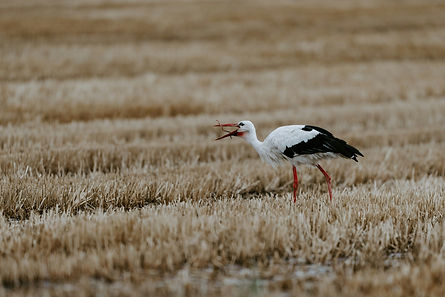 Image by Claudio Schwarz