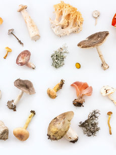 Vitalpilze - natürliche Immunbooster 