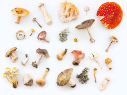 Discover the Most Effective Methods to Experience the Magic of Mushrooms