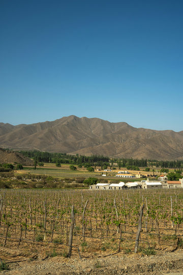 Mendoza Malbec vineyards with Aconcagua mountains backdrop, golden hour light, luxury wine tourism