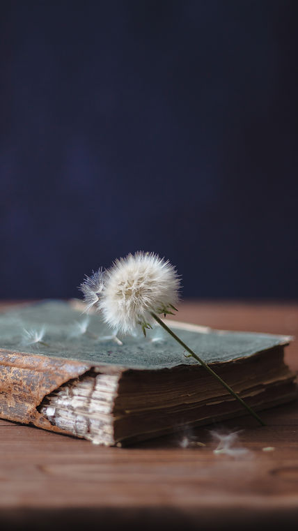 Image by Marzie Vafa
