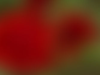 Red Roses