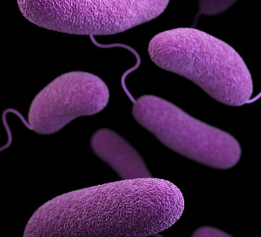 Image by CDC