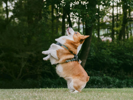 puppy jumping up