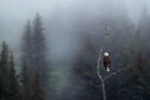 Image by Ray Hennessy American Bald Eagle, Alaska Animals