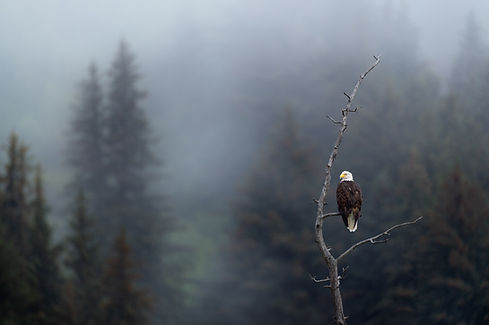Image by Ray Hennessy