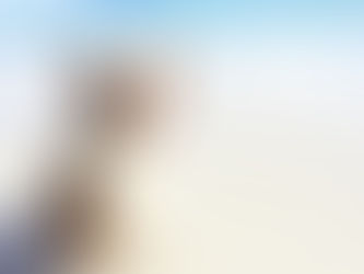 Schapendrijven Border Collie: De beste manier om te trainen