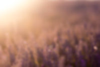 Image by Catalina Fedorova