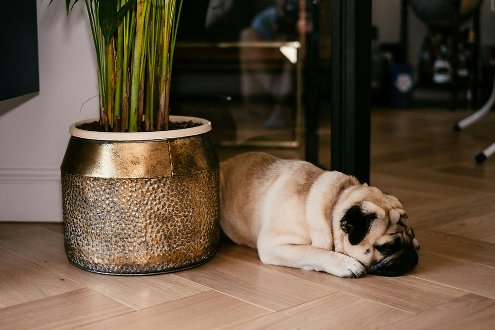 Preparing Your Home for Sale When You Have Pets