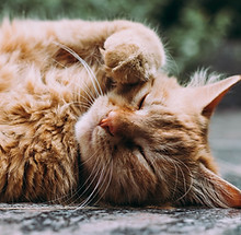 Image by Ludemeula Fernandes