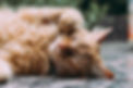 Entspannte Katze in gemütlicher Pose – gesund ernährt mit PROSA Nassfutter