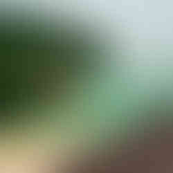 Sarawak, Borneo, Malaysia - Rainforest