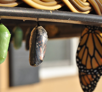 Metamorphosis