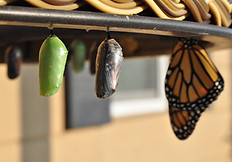 Image by Suzanne D. Williams