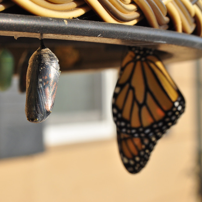 Image by Suzanne D. Williams
