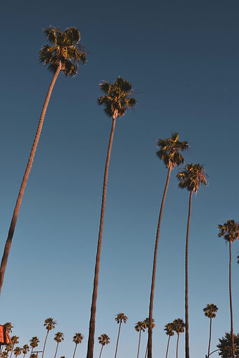 Image by Alex Meza