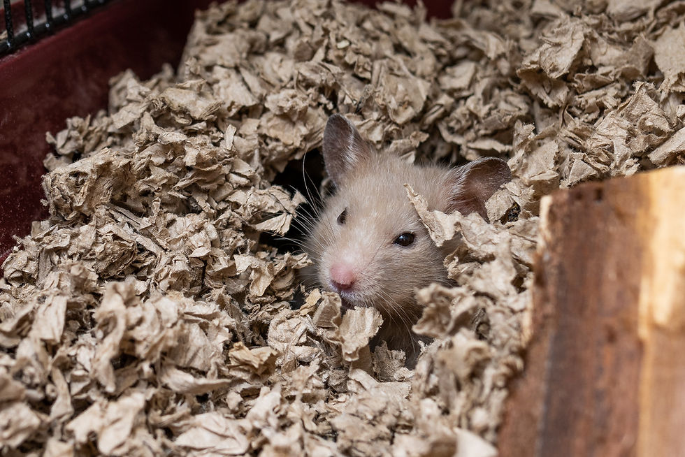 The Minimum Ethical Cage Size for Hamsters Explained