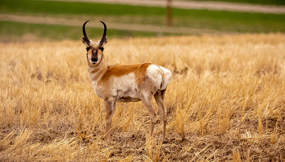 Image by David Thielen