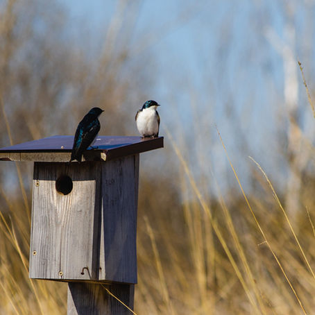 🪺🧼 How to Clean a Birdhouse Between Seasons