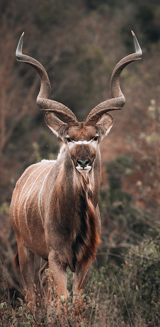 Image by Matthew Mitchell