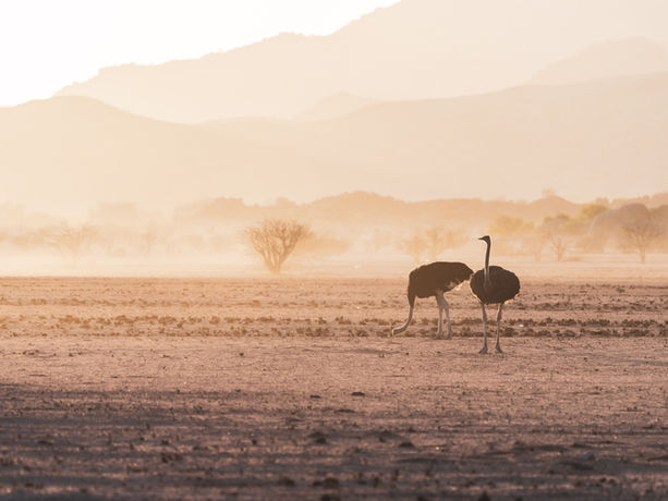 Struzzi che camminano nella savana arida al tramonto in Namibia