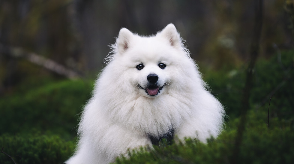 Spitz Japonês, Filhotes de Spitz, Canil de Spitz, Canil de Cães, Criação de Spitz Japonês, Filhotes para Adoção, Little Yokohama