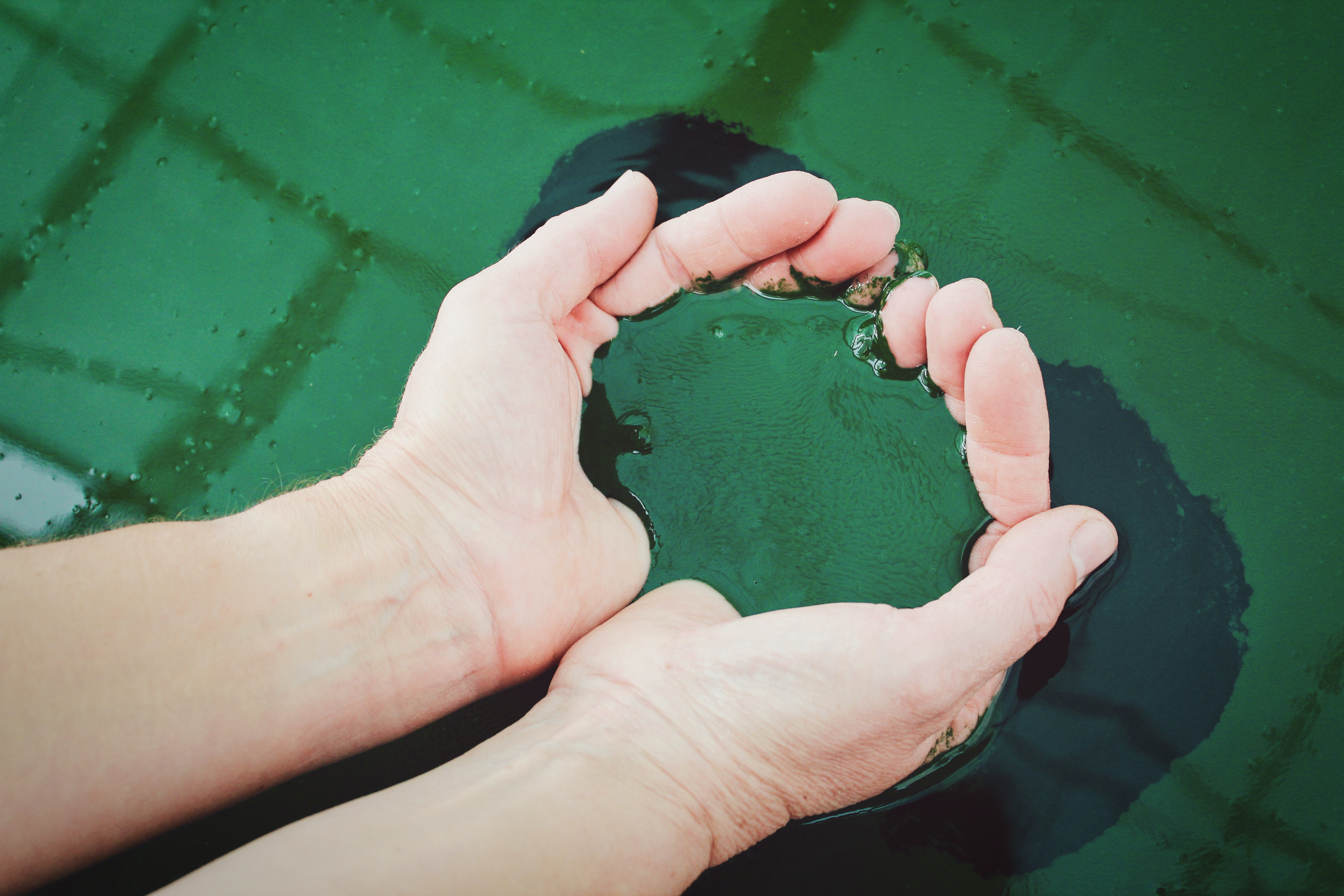 Spirulina algae