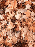 Image de Svetlana V
