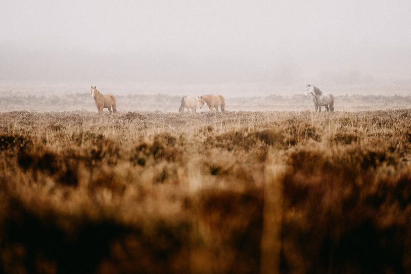Image by Annie Spratt
