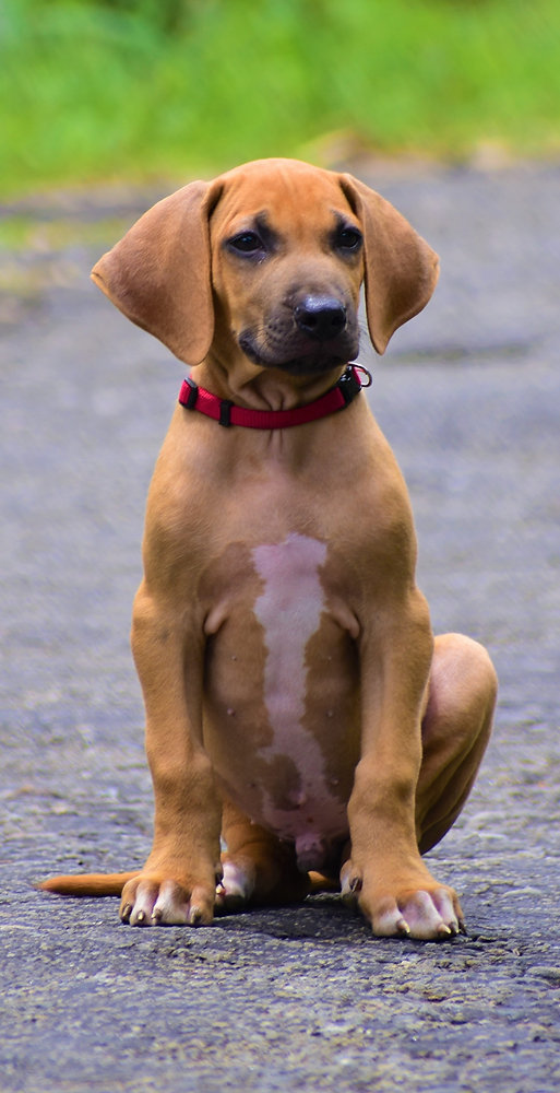 Poot Van Rhodesian Ridgeback Hondentraining van de Rhodesian Ridgeback