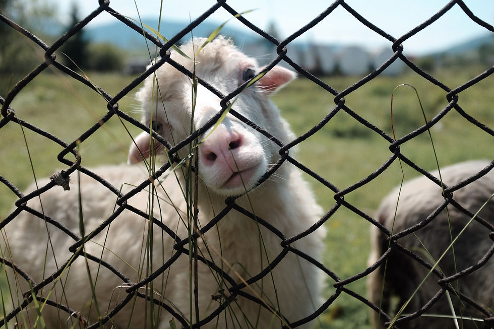 Lamb with nose and mouth pressed against a fence