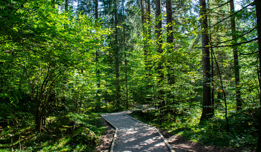 Hiking Trail in the Forests of Kranjska Gora